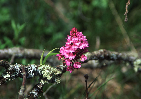 Acanthis pyramidalis, Harm Meek